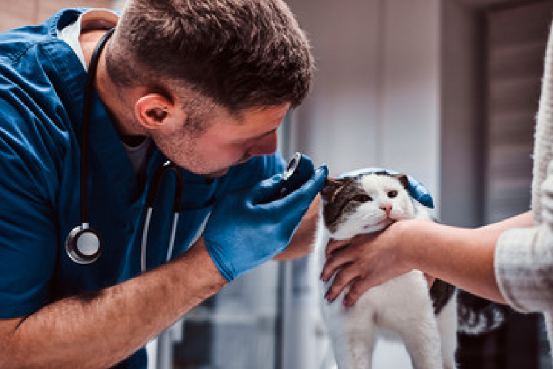 Onde Faz Exame de Toxoplasmose Gato Ingá - Exame de Urina em Gatos