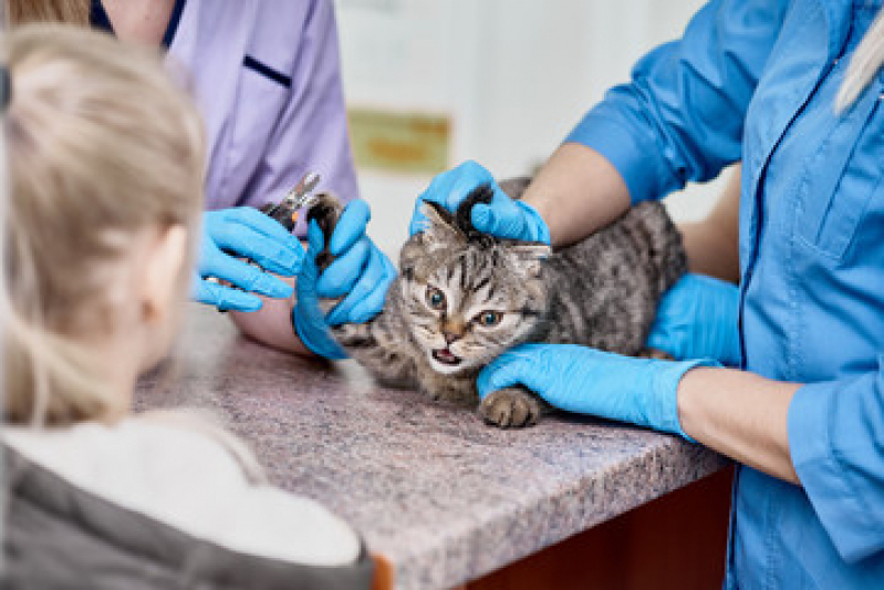 Onde Faz Exame de Toxoplasmose no Gato Pelinca - Exame de Fezes para Gato