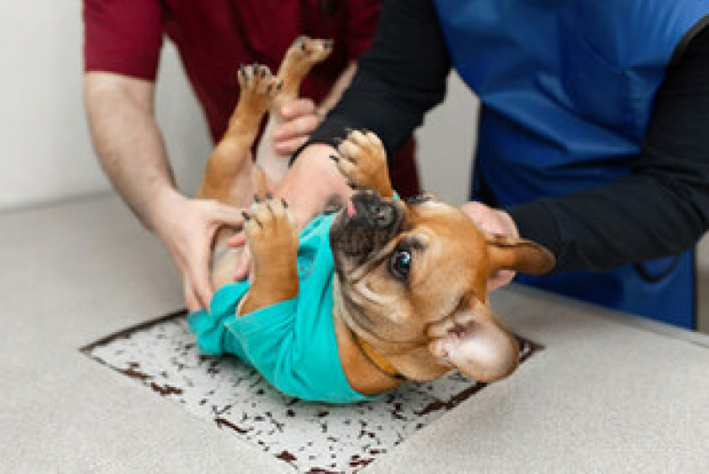 Onde Faz Exame de Ultrassom Abdominal para Cachorro Engenhoca - Exame de Ultrassom Abdominal Cão