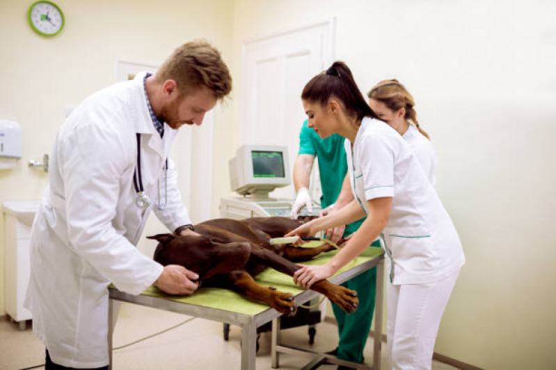 Onde Faz Exame de Ultrassom para Cachorro Cordeirinho - Ponta Negra - Exame de Ultrassom Abdominal Cão