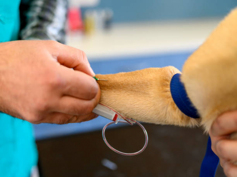 Onde Faz Exame de Urina Cachorro Serramar - Exame de Sangue para Cachorro