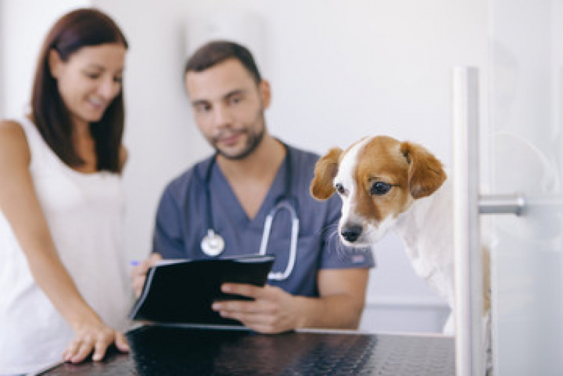 Onde Faz Exame de Urina em Cães Bela Vista - Exame de Sangue Canino