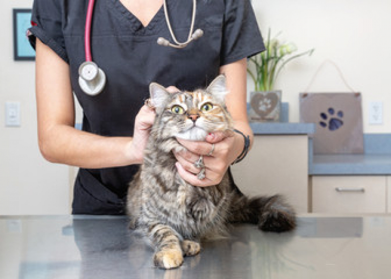 Onde Faz Exame de Urina em Gatos Padre Pequeno - Exame de Sangue de Gato