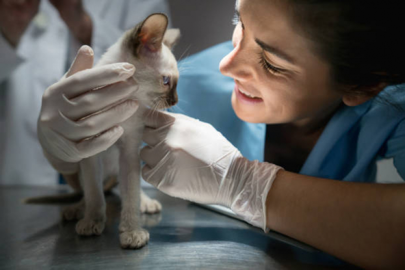 Onde Faz Exame Toxoplasmose em Gato Bairro da Glória - Exame de Sangue em Gatos