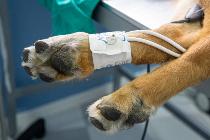 Onde Fazer Cirurgia Castração Cachorro Camburí - Cirurgia de Catarata para Cachorro