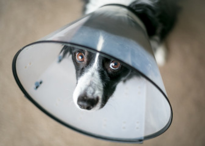 Onde Fazer Cirurgia de Catarata para Cachorro Horto Municipal - Cirurgia em Cão