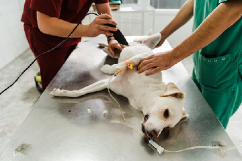 Onde Fazer Cirurgia em Cachorro Idoso Centro - Cirurgia de Castração de Cachorro