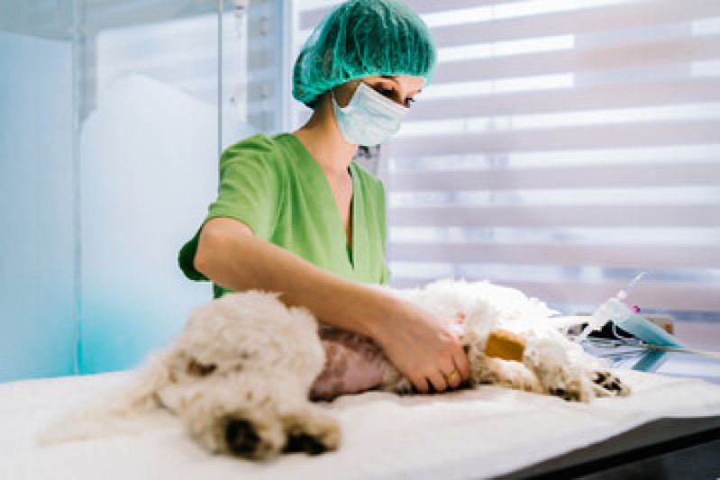 Onde Fazer Cirurgia em Cão Caju - Cirurgia para Cachorro Niterói