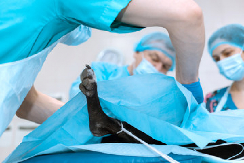 Onde Fazer Cirurgia Ortopédica em Cachorro Várzea das Moças - Cirurgia para Gatos