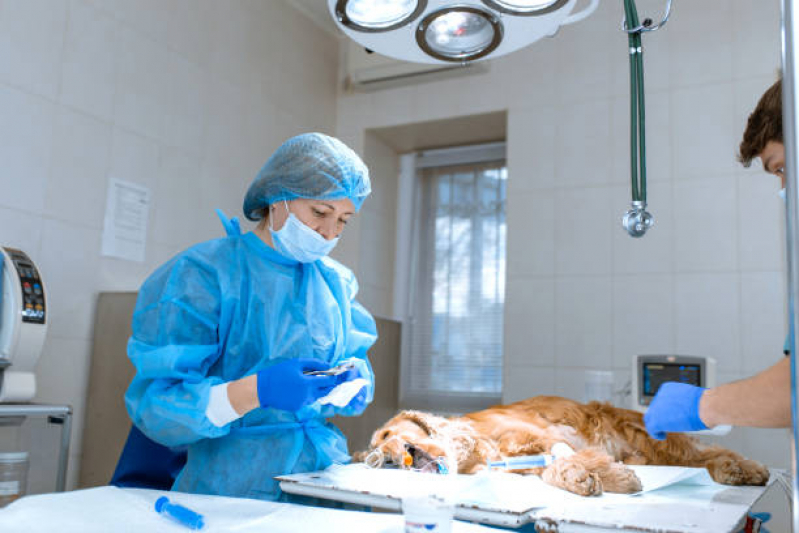 Onde Fazer Cirurgia Ortopédica para Cachorro Marquês Maricá - Cirurgia Ortopédica Veterinária