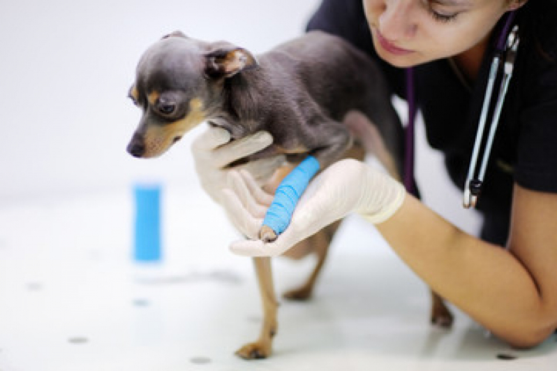 Onde Fazer Cirurgia para Animais Parque Eldorado - Cirurgia para Animais de Pequeno Porte