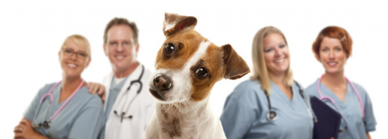Onde Fazer Cirurgia para Cachorro Chácara Inoa - Cirurgia de Catarata em Cães