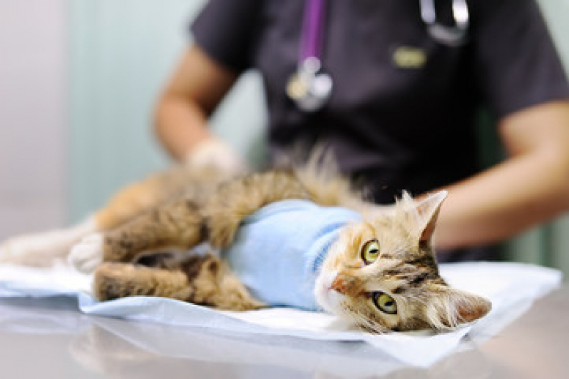 Onde Fazer Cirurgia para Gatos Parque Aeroporto - Cirurgia para Animais Niterói