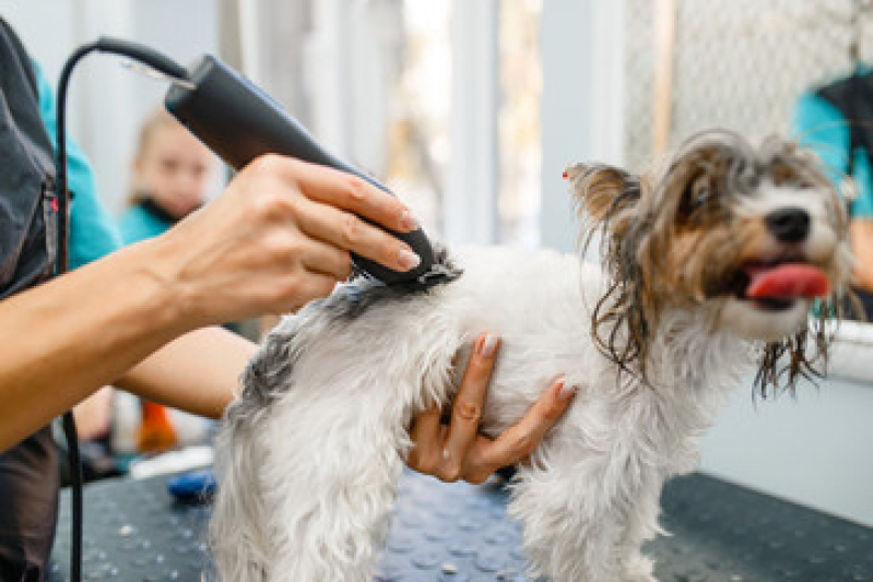 Pet Shop Banho e Tosa Telefone Macaé - Pet Shop para Cachorros