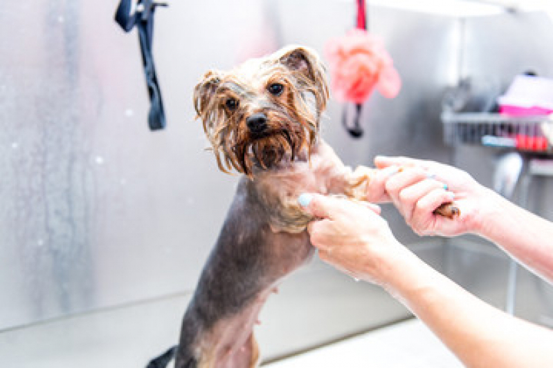 Pet Shop Banho Telefone Venda da Cruz - Pet Shop Cães e Gatos