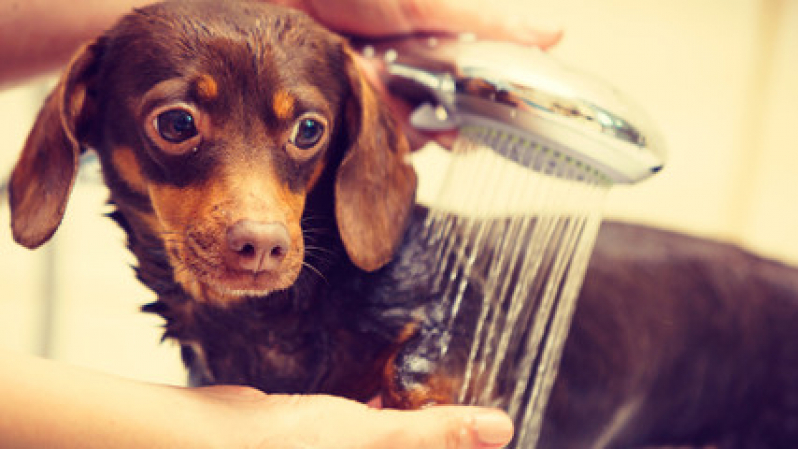 Pet Shop Gatos Contato Vila Progresso - Pet Shop Leva e Traz