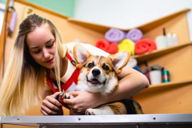 Pet Shop Gatos Telefone Várzea das Moças - Pet Shop Banho