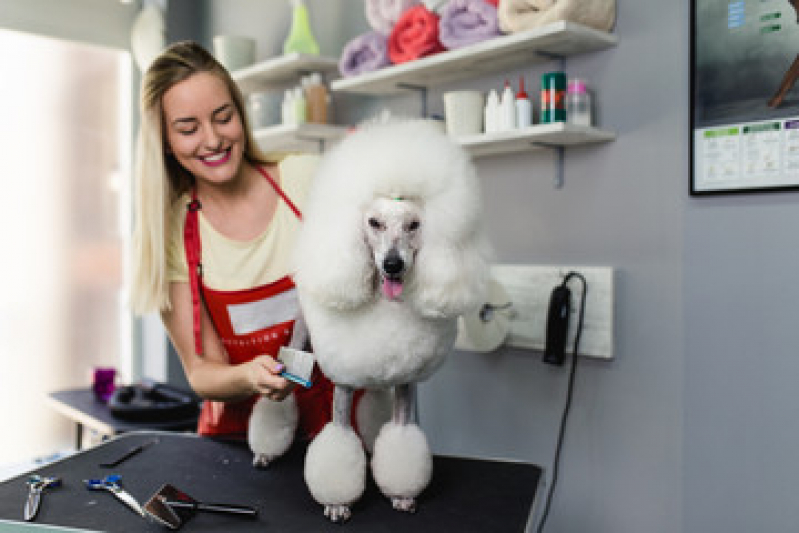Pet Shop Gatos Extensão do Bosque - Pet Shop Banho e Tosa