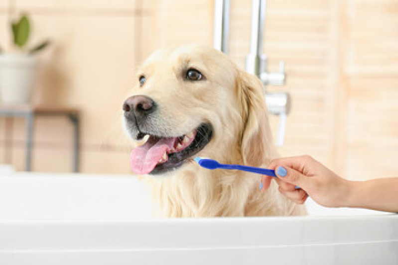 Pet Shop Leva e Traz Telefone Balneário Remanso - Pet Shop para Cachorros