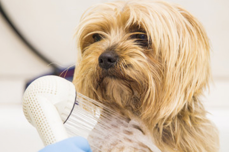 Pet Shop Perto Telefone Serra Grande - Pet Shop para Cachorros