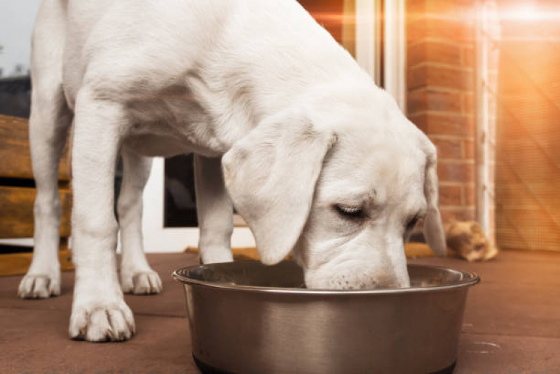 Preço de Alimentação Natural para Cachorro Granja dos Cavaleiros - Alimentação Natural para Filhotes de Cachorro