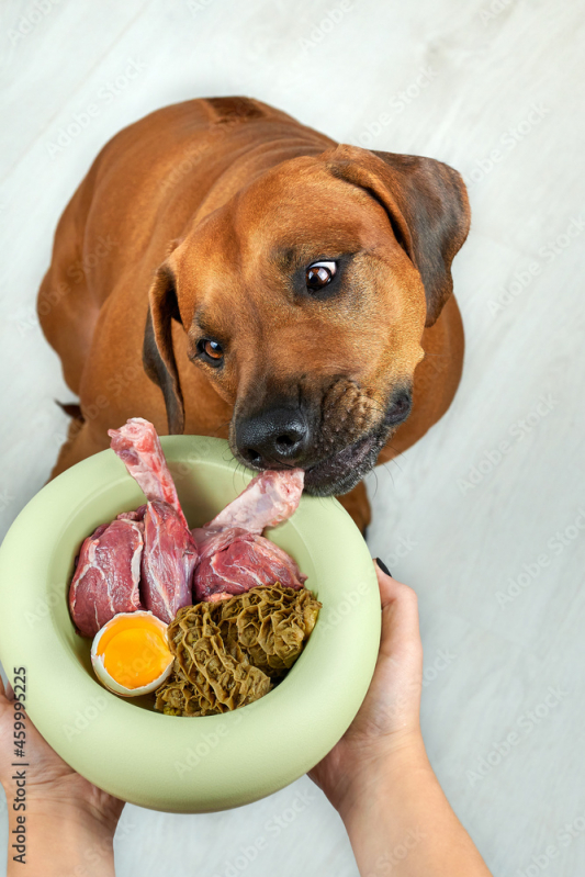 Preço de Alimentação Natural para Cães Centro - Alimentação Natural para Filhotes de Cachorro