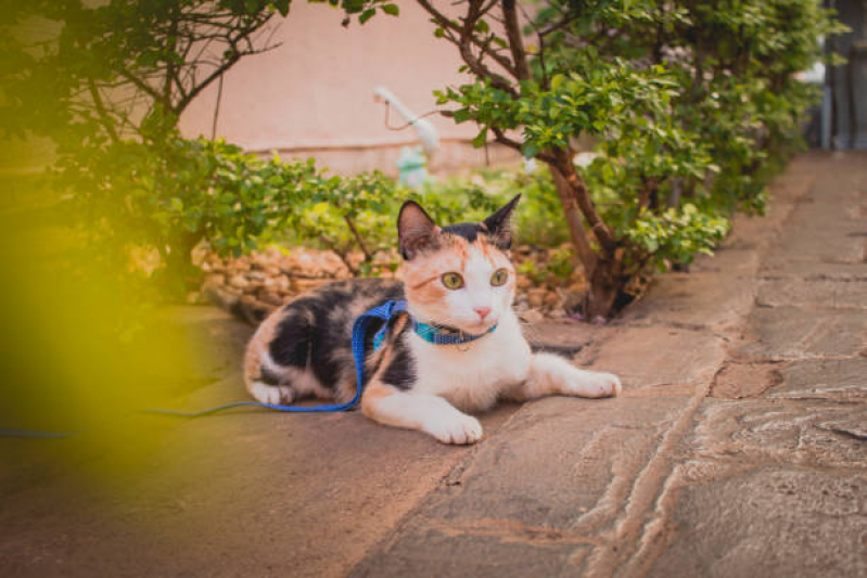 Preço de Coleira Antipulgas para Gatos Venda da Cruz - Coleira Peitoral para Gato