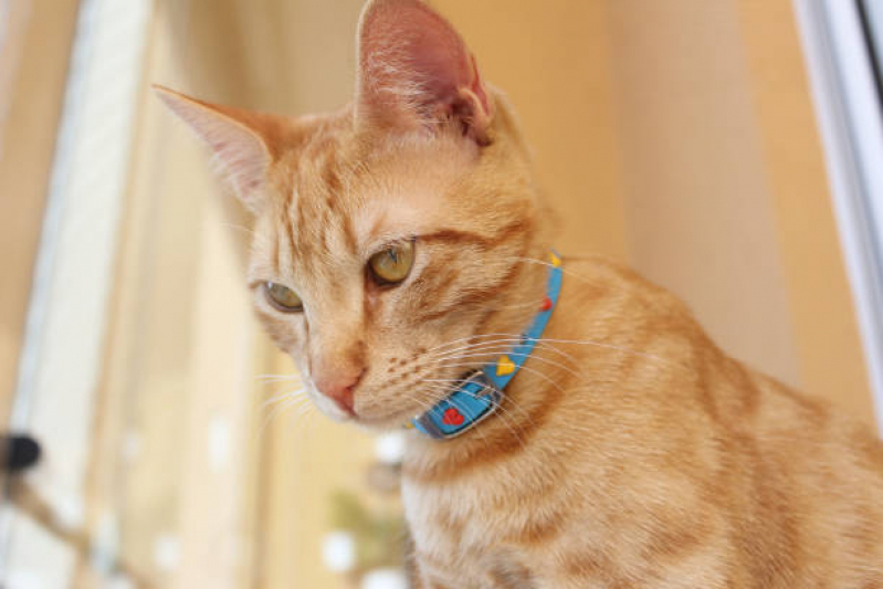 Preço de Coleira Peitoral Gato Maricá - Coleira Antipulgas Gatos