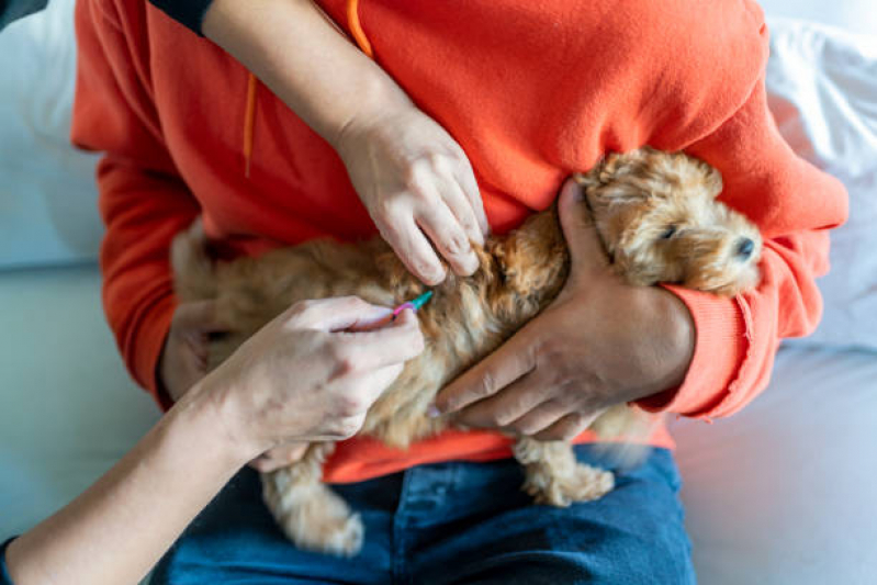 Preço de Vacina Antirrábica Cachorro Largo Batalha - Vacina de Raiva para Cachorro