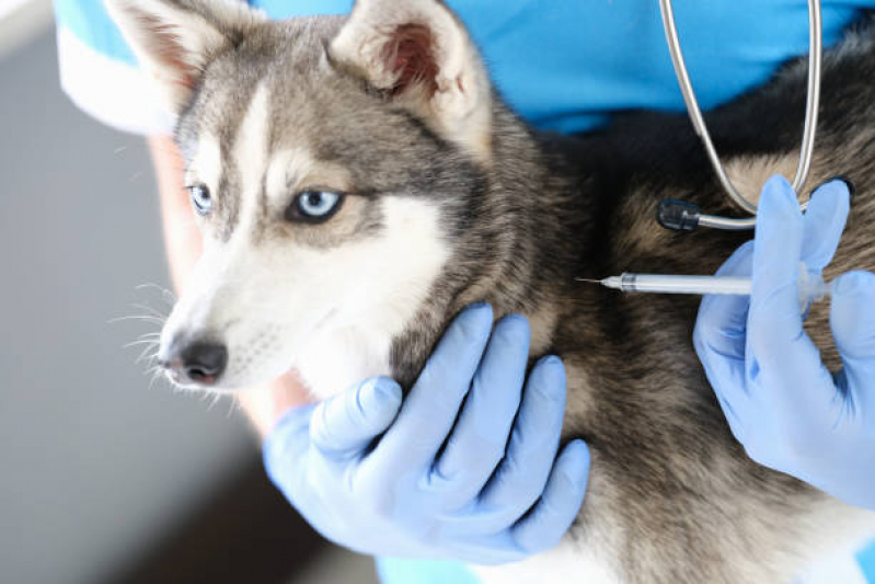 Preço de Vacina Antirrábica Canina Cubango - Vacina para Cachorro