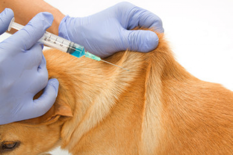 Preço de Vacina contra Raiva Cachorro Extensão Serramar - Vacina Antirrábica Cachorro