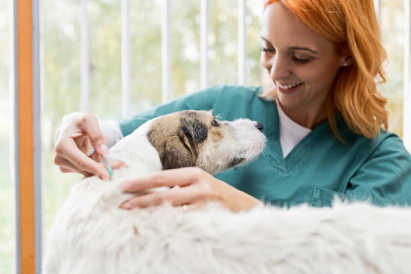 Preço de Vacina da Raiva Cachorro Parque Santo Antônio - Vacina contra Raiva Cachorro