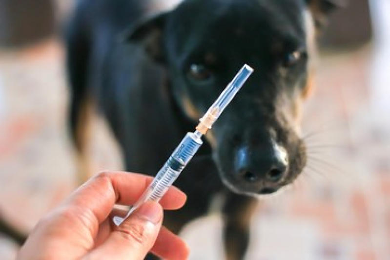 Preço de Vacina de Gripe para Cachorro Campo dos Goytacazes - Vacina contra Raiva para Cachorro