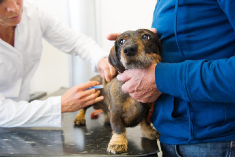 Preço de Vacina de Raiva para Cachorro Pedreira - Vacina para Cachorro