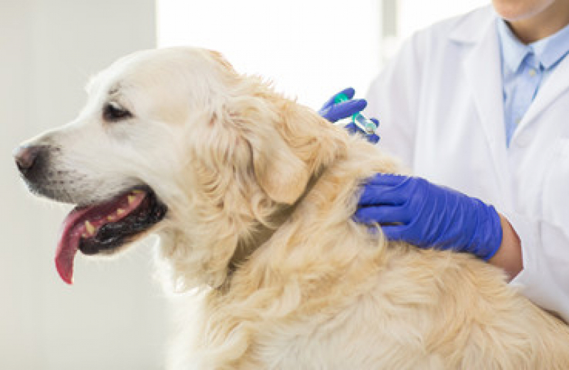 Preço de Vacina para Cachorro Filhote Novo Rio das Ostras - Vacina Antirrábica Cachorro