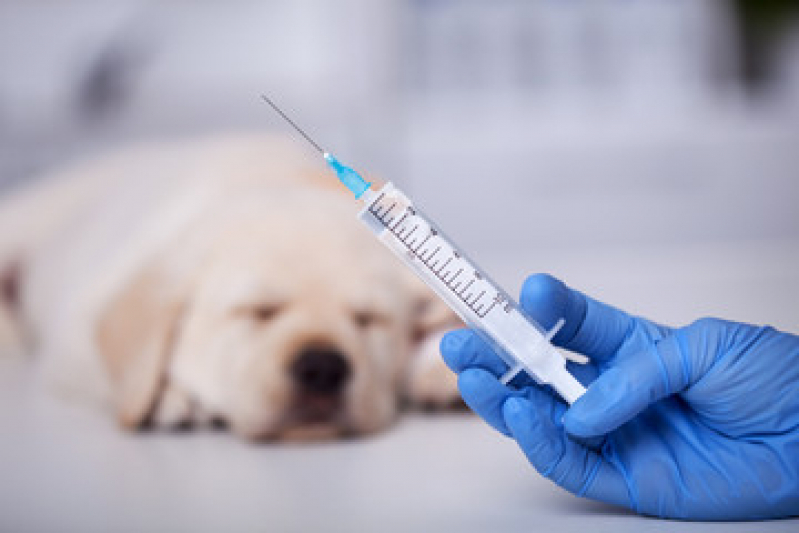 Preço de Vacina para Cachorro Verdes Mares - Vacina da Raiva Cachorro