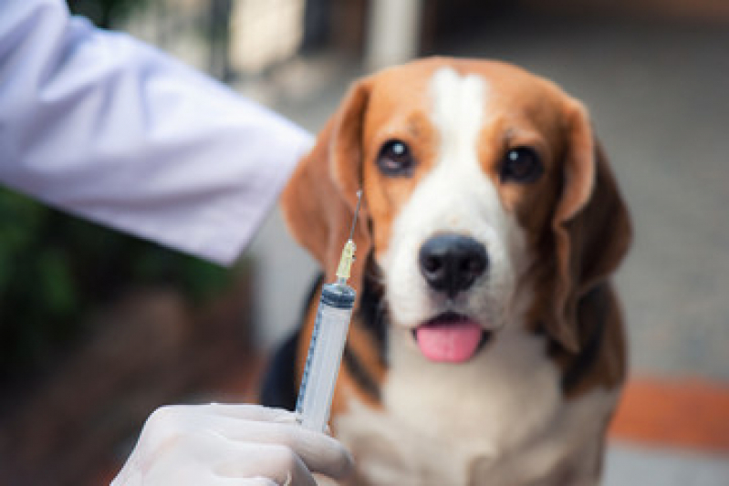 Preço de Vacina para Carrapato em Cachorro Parque Tamandaré - Vacina contra Raiva Cachorro