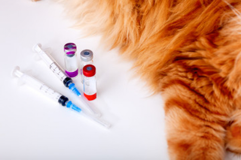 Preço de Vacina para Filhote de Cachorro Barroco - Vacina contra Raiva Cachorro