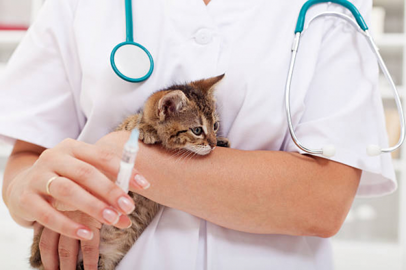 Qual o Preço de Vacina Antirrábica Gato Parque Califórnia - Vacina para Gato Filhote