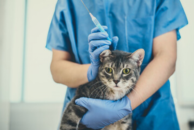 Qual o Preço de Vacina contra Raiva Gato Cancela Preta - Vacina para Gato Filhote