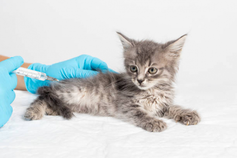 Qual o Preço de Vacina contra Raiva para Gato A - Vacina para Filhote de Gato