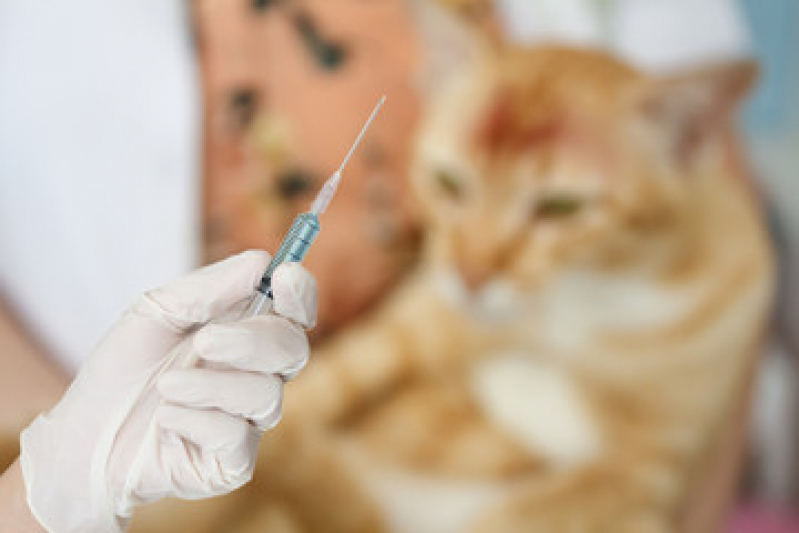 Qual o Preço de Vacina de Raiva Gato Extensão Novo Rio das Ostras - Vacina contra Raiva para Gato