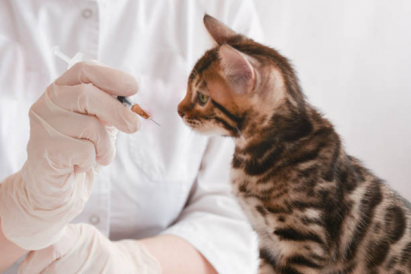 Qual o Preço de Vacina Gato Filhote Caxito Pequeno - Vacina para Gato V4