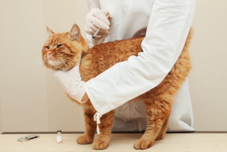 Qual o Preço de Vacina para Gato V4 Gragoata - Vacina contra Raiva para Gato