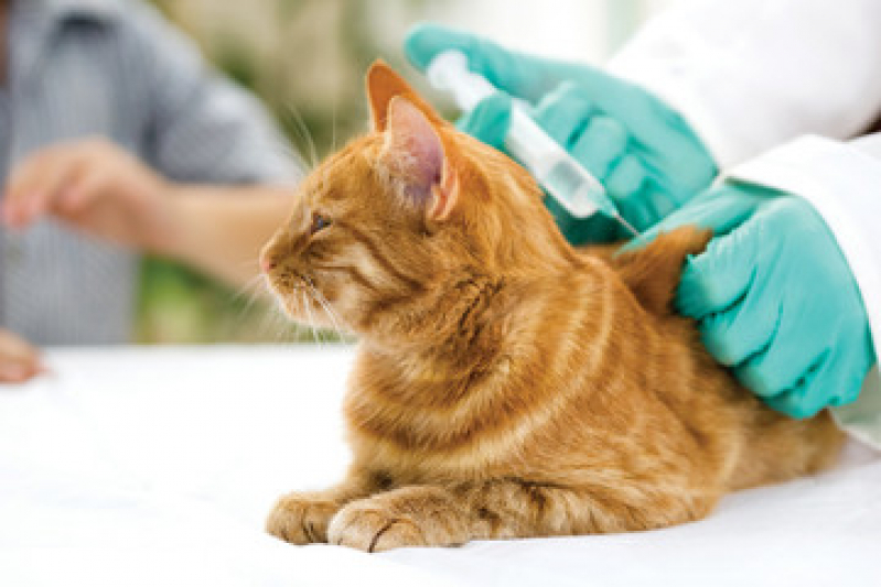 Qual o Preço de Vacina para Gato Marquês Maricá - Vacina Antirrábica para Gato