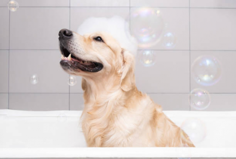 Qual o Valor de Hidratação em Cachorro Filhote Loteamento Maravista - Hidratação para Cachorro Niterói