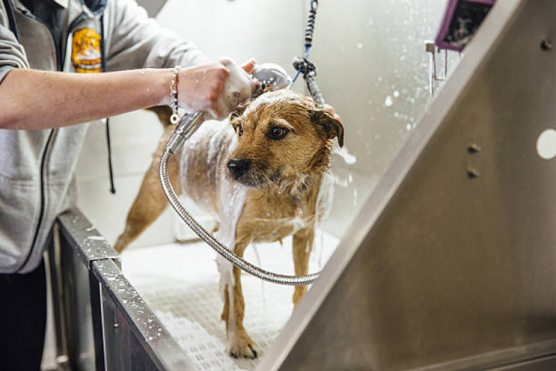 Qual o Valor de Hidratação em pelos de Cães Campo Mar - Hidratação para Cachorro Niterói