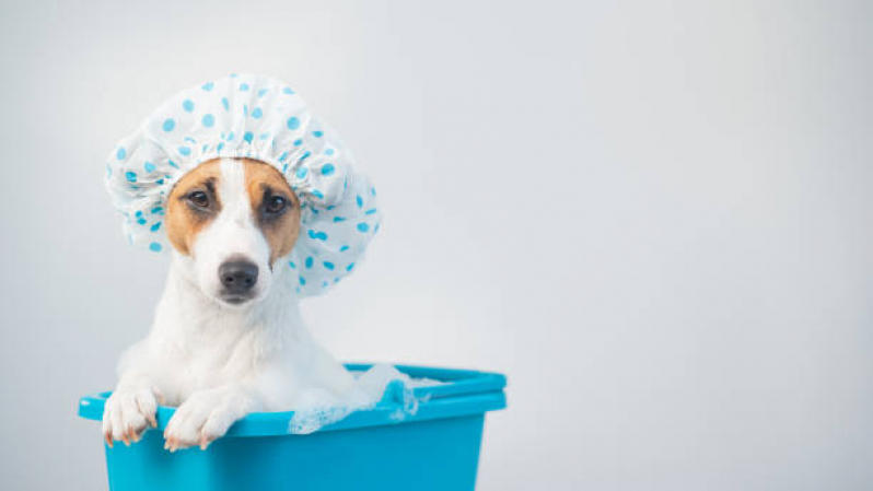 Qual o Valor de Hidratação para Cachorro Shih Tzu Santa Bárbara - Hidratação em Cachorro Filhote