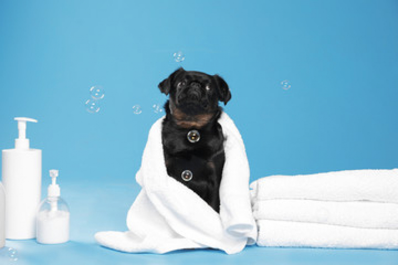 Qual o Valor de Hidratação para Filhote de Cachorro Jardim Atlântico - Hidratação para Cachorro Shih Tzu