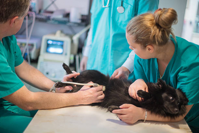 servicos exames de imagem para animais RJ